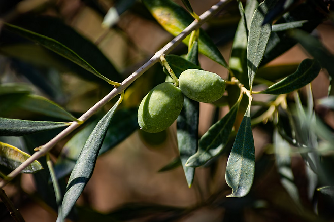 올리브 나무