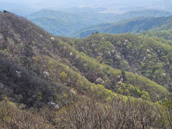 봄이면 장대한 연두의 바다가 펼쳐지는 연인산. 사진은 우정봉 오르는 길의 바위봉에서 본 풍경이다. 사면이 온통 연둣빛이다. 그 사이에서 산벚꽃이 봄의 화룡점정을 찍는다. 들머리인 마일리 국수당에서 우정고개까지는 가파른 길이 1시간쯤 이어진다.