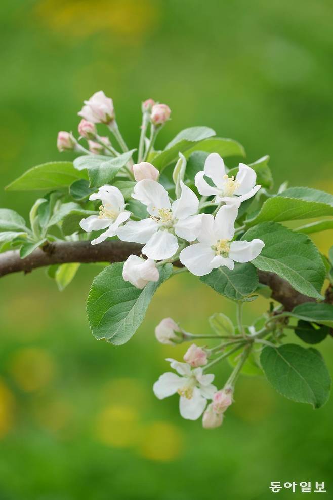 예산 은성농원에 활짝 핀 사과꽃.
