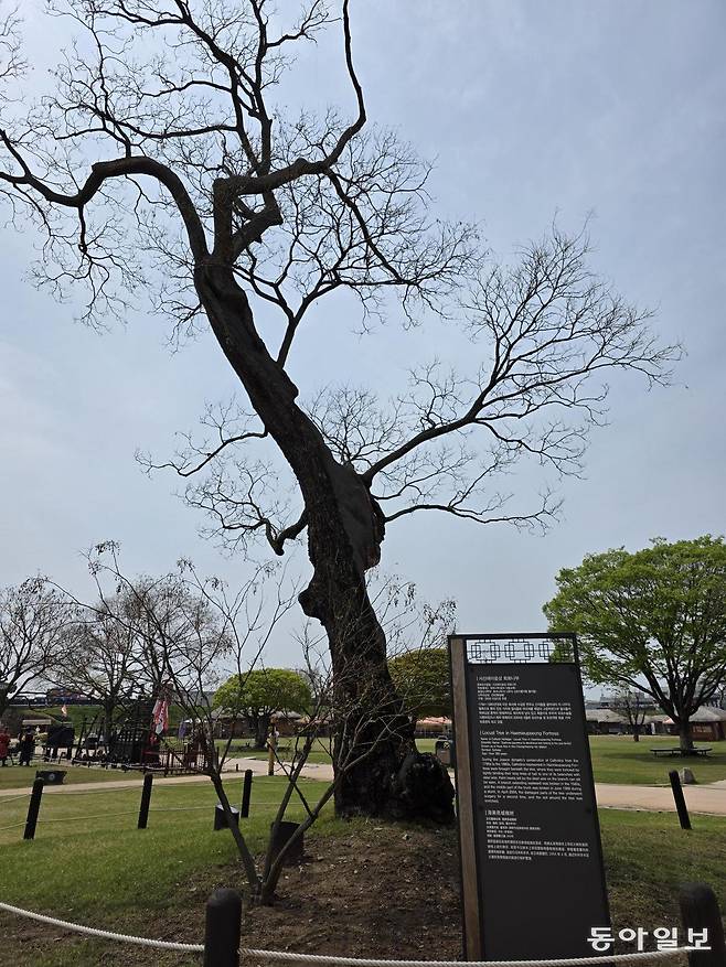 충남 서산 해미읍성에서 천주교 신자들의 박해에 사용됐던 ‘호야나무’.