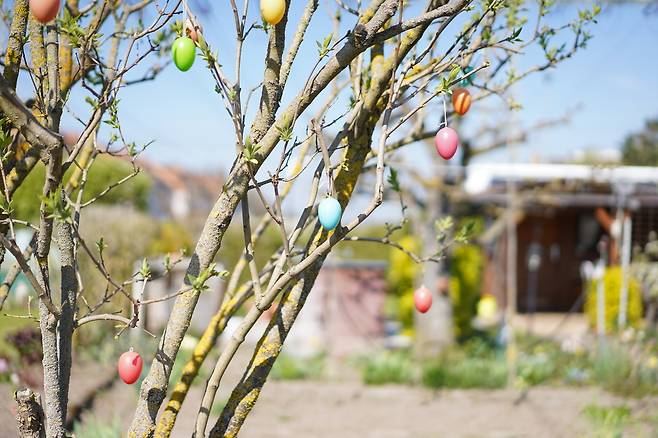 부활절을 맞아 클라인가르텐(도시 텃밭)의 한 나무에 달걀 장식이 걸려 있다. 진정은씨 제공