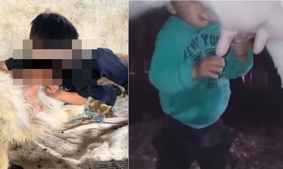 염소나 양의 젖을 직접 빠는 중국 어린이 영상이 논란이 되고 있다. 소셜미디어 캡처