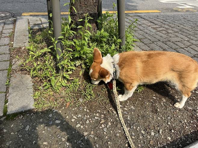 IMG_8473.jpeg 이동봉사 후 산책, 엄니랑 산책 다녀왔슴니다