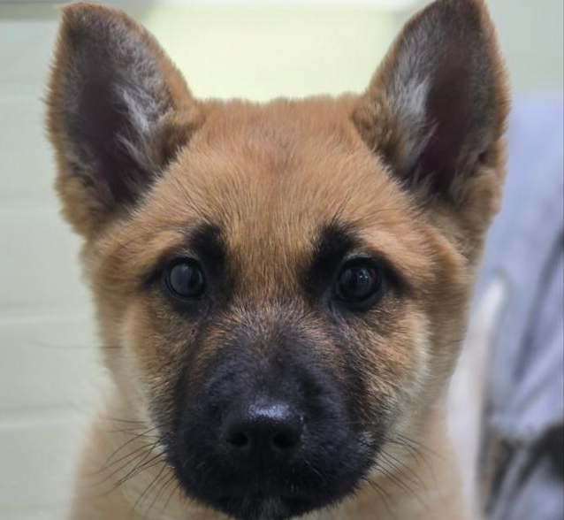 파보바이러스를 이겨내고 가족을 기다리고 있는 꽃비. 팅커벨프로젝트 제공