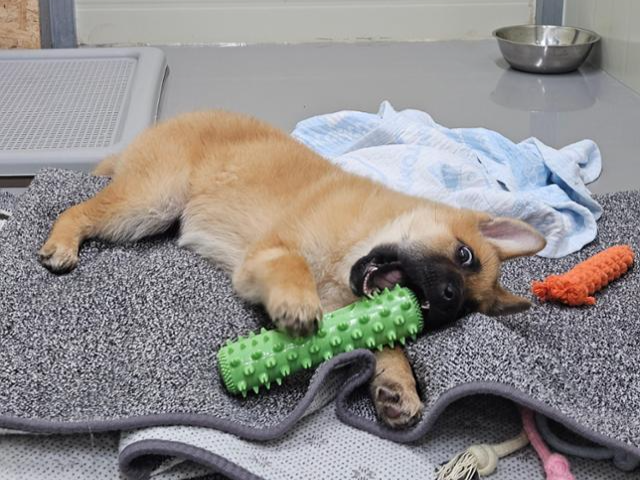 장난감을 가지고 노는 걸 좋아하는 꽃비. 팅커벨프로젝트 제공