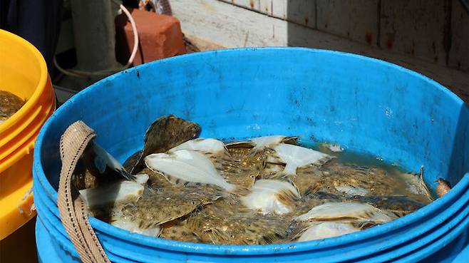포항시 남구 구룡포읍 한 양식장에서 폐사한 강도다리 치어가 통에 담겨 있다.