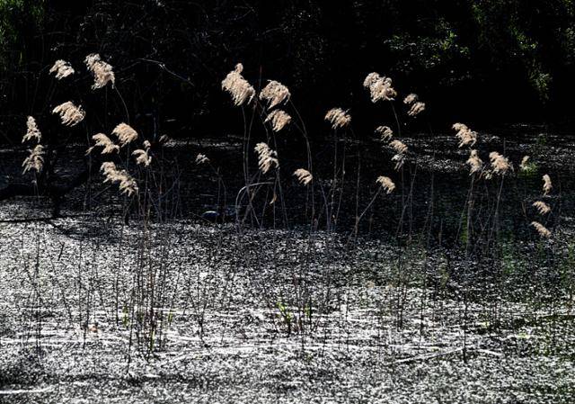 5월을 맞은 여의도 샛강 생태공원에는 푸른 녹음과 꽃가루 그리고 아직 싹을 틔우지 못한 갈대 등 이질적이면서도 묘한 것들의 조화가 ‘낯선 아름다움’을 만들어 내고 있다.