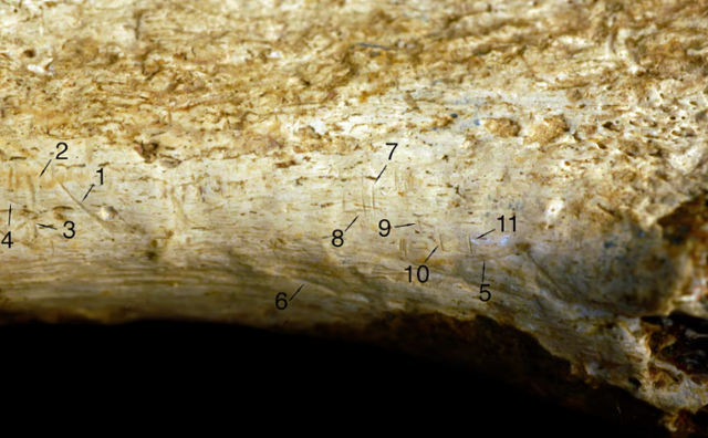 사람의 정강이 뼈에 도살 흔적들이 보인다.