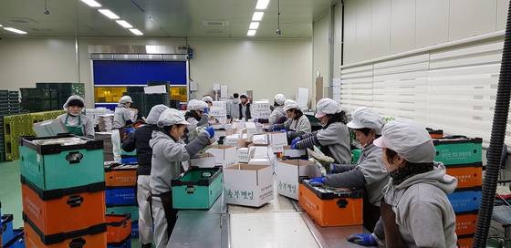 충남 금산군 추부면 만인산 농협에서 농민들이 깻잎을 포장하고 있다. 중앙포토