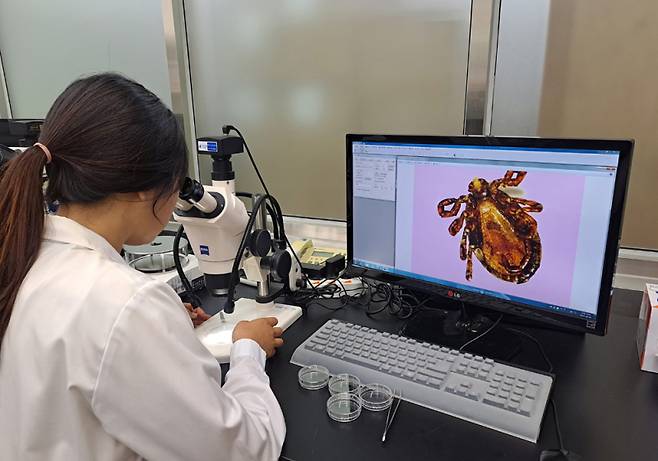 전남 동부권에 사는 80대 여성이 고사리 채취작업 후 발열·가피 증상을 보여 유전자검사 결과 중증열성혈소판감소증후군(SFTS) 양성으로 확인됐다. /전남도