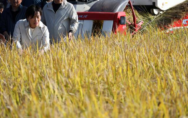 송미령 농림축산식품부 장관이 지난해 11월 충북 청주시의 한 벼 베기 수확 현장을 찾아 벼 작황 점검을 하고 있다.