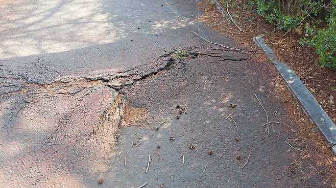 인근 가로수 뿌리의 융기로 솟아오른 자전거도로.