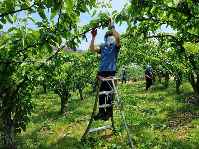 경북도 인재개발원 임직원들이 13일 산불 피해 지역인 영덕군 지품면에서 과수원 일을 돕고 있다. 경북도청 제공