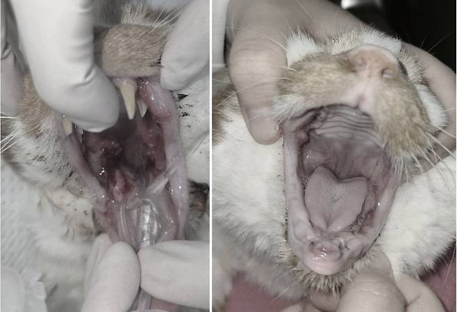 발치 당일과 벳이즈 엑소좀 시술 이틀 후 코리의 구강 상태 변화(고려동물메디컬센터 제공). ⓒ 뉴스1