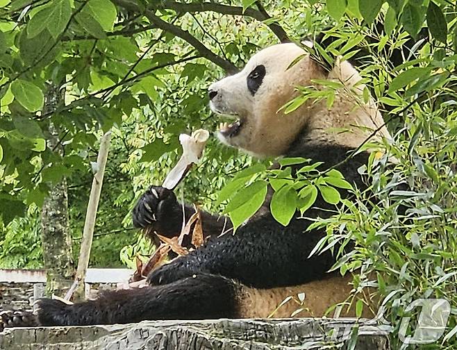 지난해 6월 12일(현지시간) 중국 청두 쓰촨 워룽 선수핑 기지에서 자이언트 판다 푸바오가 언론과 일반에 공개되고 있다. 2024.6.12/뉴스1 ⓒ News1 정은지 특파원