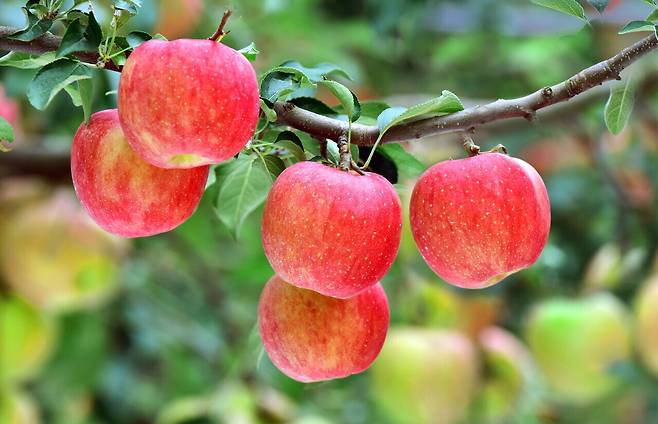 전국적으로 인기를 끌고 있는 예산황토사과. 독보적인 맛과 품질을 자랑한다. 예산군 제공