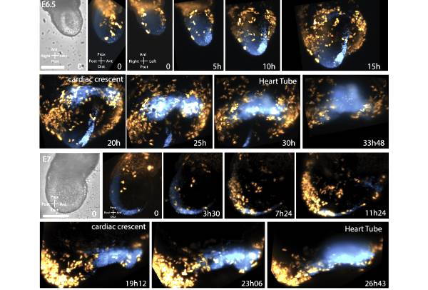 광시트 현미경으로 관찰한 심장관이 형성되는 모습. CREDIT/