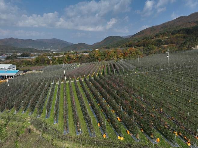 경북 미래형 사과 과수원 모습. 경북도 제공