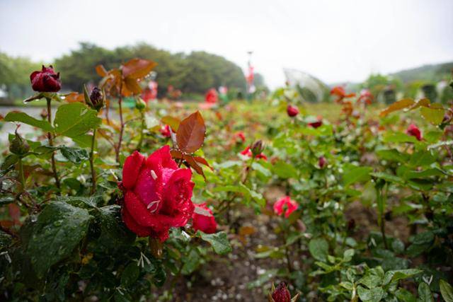 울산 남구 울산대공원 장미원의 장미가 개화하기 시작했다.