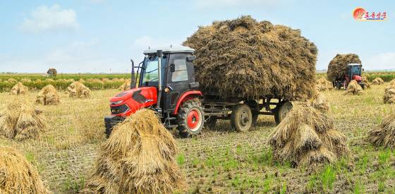노동신문은 지난해 10월 15일 볏단을 제때에 실어나르고 있는 평안남도 농촌경리위원회 안북농장의 기계화초병들을 조명했다. 뉴스1