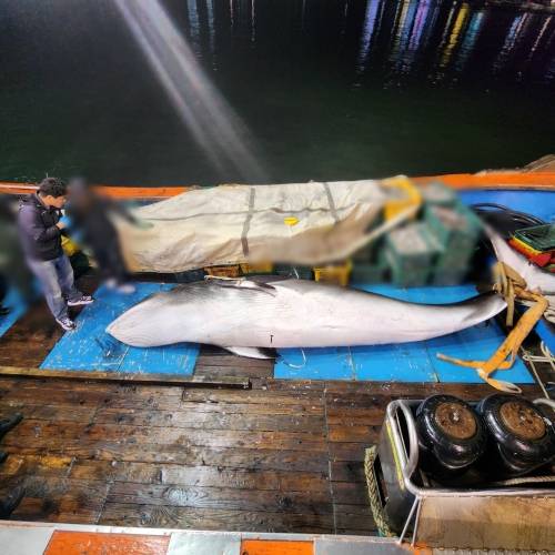 혼획된 밍크고래. 군산해경 제공
