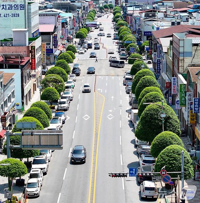 단양군 단양읍 중심부의 복자기 나무 (단양군 제공. 재판매 및 DB금지)/뉴스1