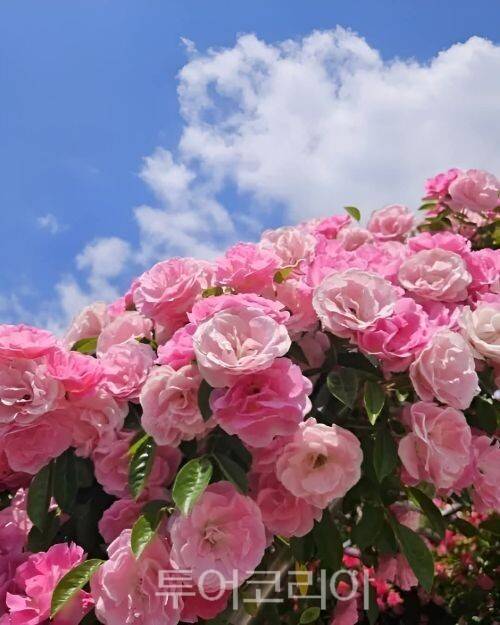 인천대공원 장미원/투어코리아뉴스 정명달 기자 사진=인천관광공사 SNS