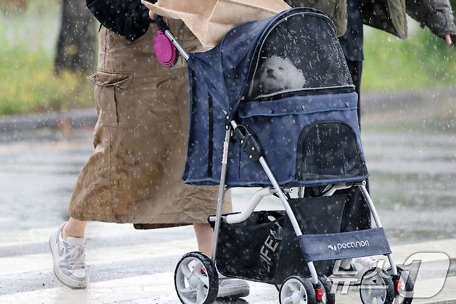 16일 경기도 고양시 일산 킨텍스에서 2025 메가주 일산이 열린 가운데 개모차(강아지 유모차)에 탄 강아지가 비 내리는 풍경을 보고 있다. 2025.5.16/뉴스1 ⓒ News1 이동해 기자