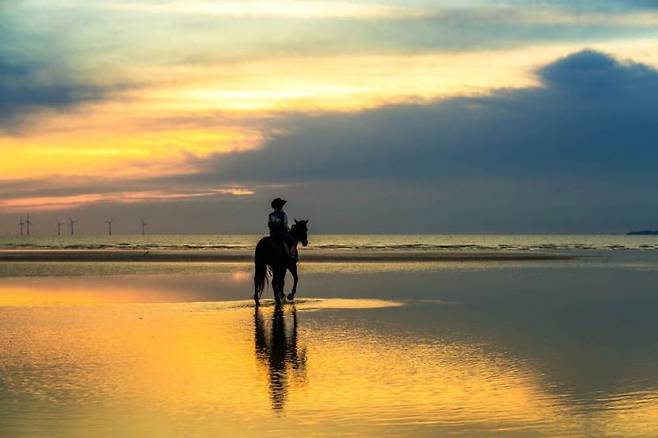 고창 명사십리 해변에서 썰물 후 해변 승마를 즐기는 관광객
