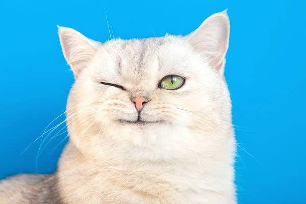 반려묘가 자꾸 윙크를 한다면 결막염이 원인일 수 있으니 보호자는 이를 가벼이 여기지 말고 반려묘의 눈을 잘 살펴봐야 한다. /사진=게티이미지뱅크