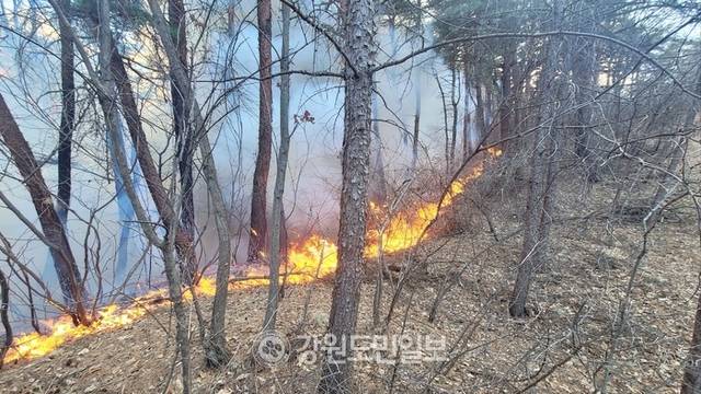 ▲ 산불 현장. 본사 DB