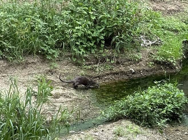 전주 덕진공원에서 발견된 수달 (사진= 전주시)