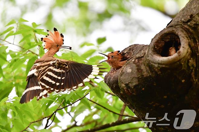 17일 경북 경주시 황성공원 느티나무 둥지에서 이소를 앞둔 후투티 새끼들이 어미새가 물어다 주는 먹잇감을 받아 먹고 있다. 2025.5.17/뉴스1 ⓒ News1 최창호 기자