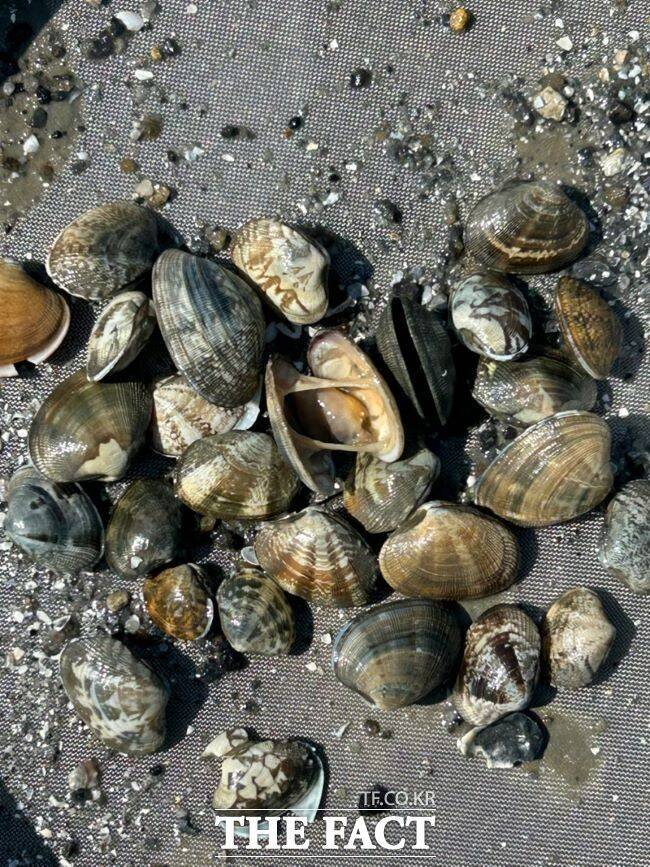 폐사한 바지락/경기도