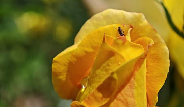 기자가 샤오미 15 울트라로 찍은 사진 (사진=지디넷코리아 신영빈 기자)