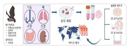 다종-다조직 박쥐 오가노이드 플랫폼.