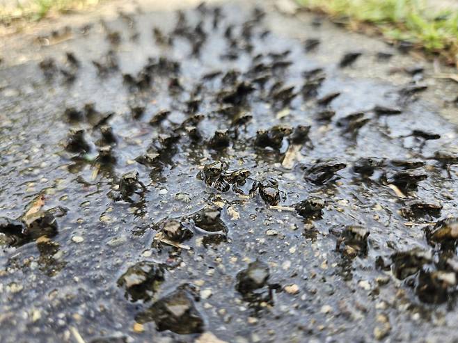 망월지에서 태어난 두꺼비들이 서식지인 욱수산 일대로 이동하고 있다. 수성구청 제공