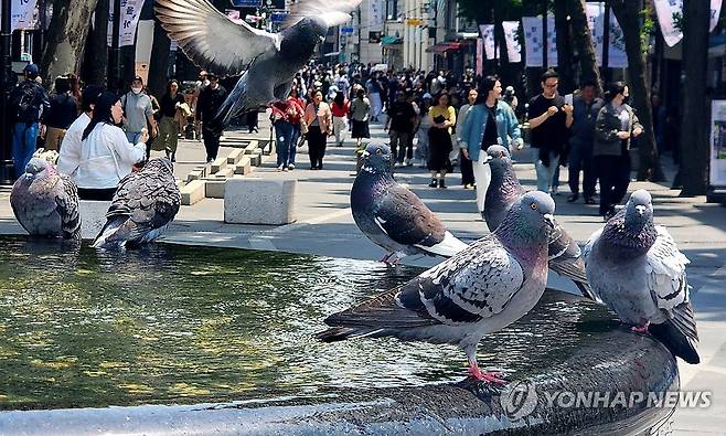 '우리도 덥다' (서울=연합뉴스) 김도훈 기자 = 서울 낮 기온이 26도까지 때 이른 더위를 기록한 지난 14일 서울 종로구 북인사마당 분수에서 비둘기들이 더위를 식히고 있다. 2025.5.18 superdoo82@yna.co.kr