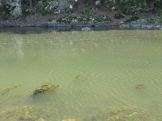 14일 오전 까치내유원지 인근. 하천이 거의 흐르지 않고 있어 물 속은 뿌옇게 변해있고, 수면 위엔 거품이 떠다니는 모습. /사진=오현민 기자
