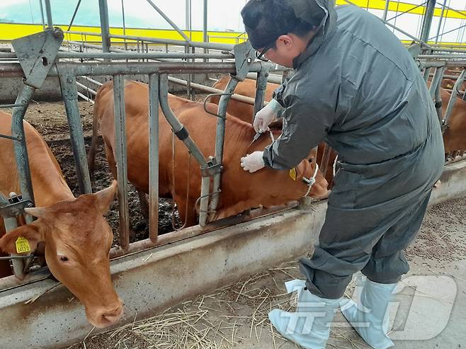 소 럼피스킨 백신 접종 장면 (자료사진) /뉴스1 ⓒ News1