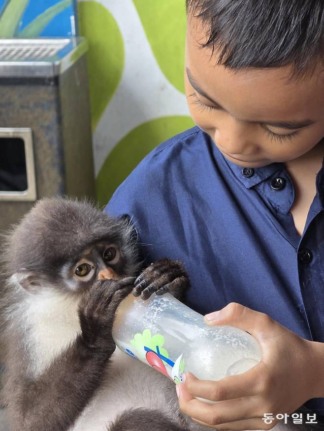아기원숭이를 품에 안고 우유를 주는 관광객.