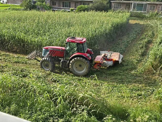 전략작물직불금- 하계조사료 재배단지 수확. 전남도 제공