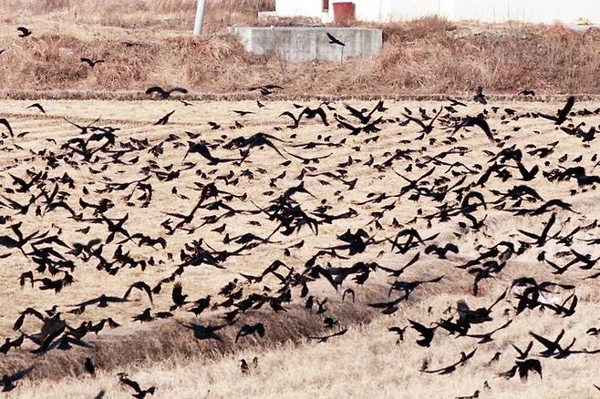 울산을 찾은 까마귀 무리 <자료=울산시>