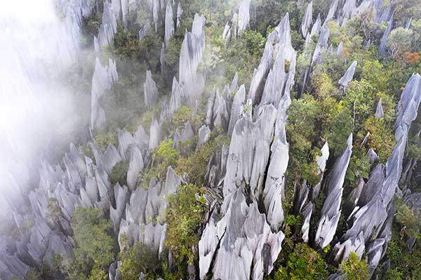 안개에 싸인 물루 피너클. 최대 높이 50m에 달하는 수 십개의 석회암 봉우리들이 열대우림 위로 칼날처럼 솟아 있다. 유네스코는 이곳을