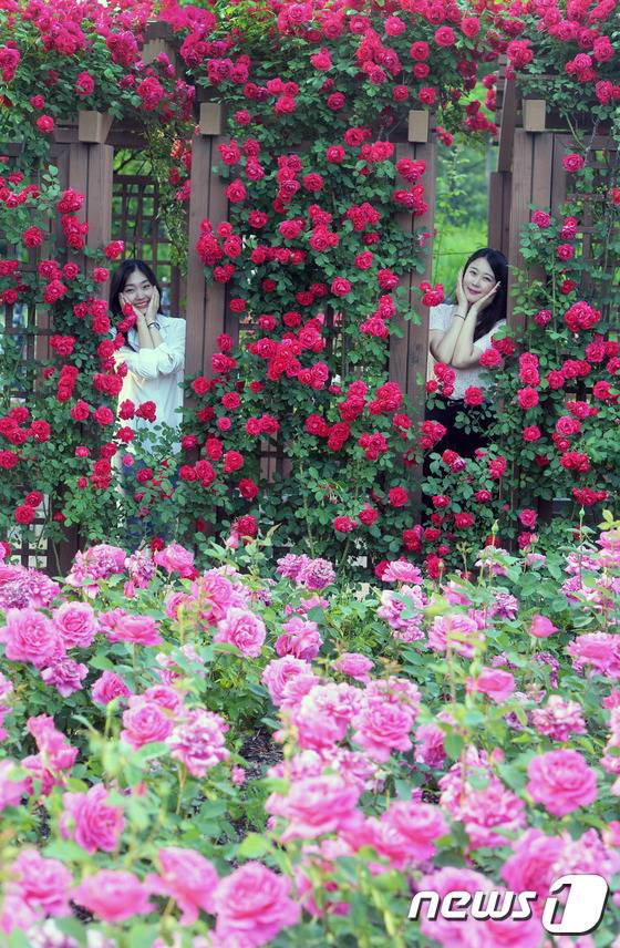 (대전충남=뉴스1) 최형욱 기자 = 20일 대전·충남은 새벽까지 북부내륙지역에 가끔 비가 내리는 곳이 있을 것으로 예보됐다. 대전 한밭수목원에 장미꽃이 만발해 이곳을 찾은 여성들이 꽃을 배경으로 기념사진을 찍기 위해 포즈를 취하고 있다. /뉴스1