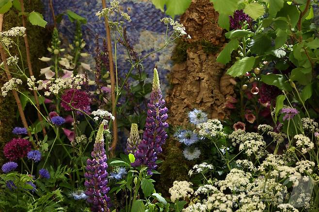 19일(현지시간) 영국 런던에서 열린 RHS 첼시 플라워쇼 프리뷰 행사에 전시된 꽃들. ⓒ 로이터=뉴스1