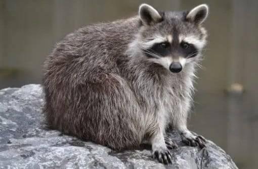 야생너구리. /뉴스1