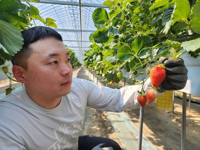▲ 올해 귀농 7년차를 맞은 안지훈(43)씨가 삼척시 근덕면 맹방 일원에 가꾼 자신의 딸기 농장에서 정성껏 기르고 있는 딸기를 살피고 있다.