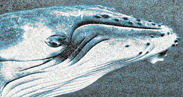 크리스 조던 ‘고래’, 150×281㎝, 포토 콜라주, 2011.