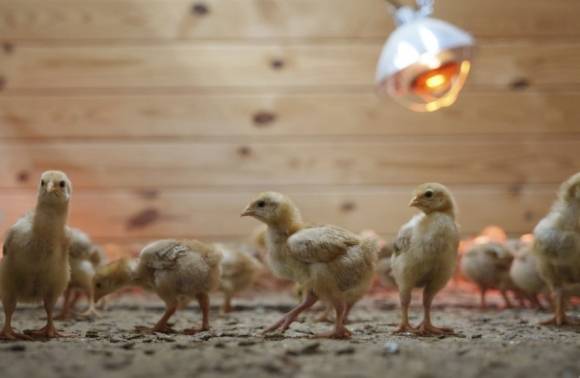 지난 2일 미국 델라웨어주 연방 우정청 트럭에서 병아리 1만 2000마리가 발견됐다. 이중 살아남은 수천 마리(사진)가 구조돼 현지의 동물보호소에서 보살핌을 받고 있다. AP 연합뉴스